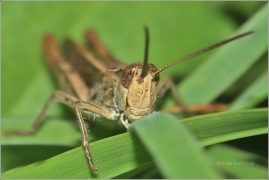 <p>SARANČE MĚNLIVÁ (Chorthippus biguttulus) (Jiříkov) ---- /Bow-winged grasshopper - Nachtigall-Grashüpfer</p>